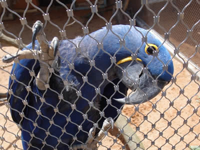 A parrot, enclosed by stainless steel aviary netting, is playing at ease in the restricted areas.
